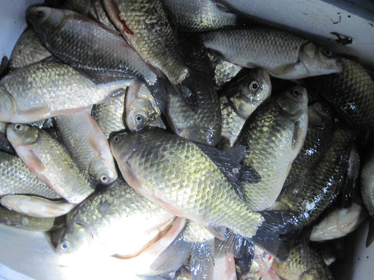 富平縣配送蔬菜電話