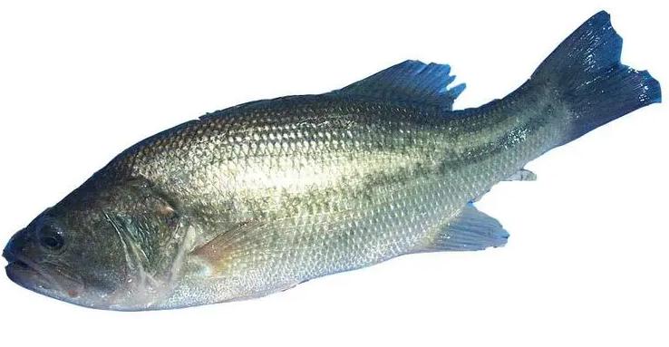 比較大的蔬菜配送平臺(tái)