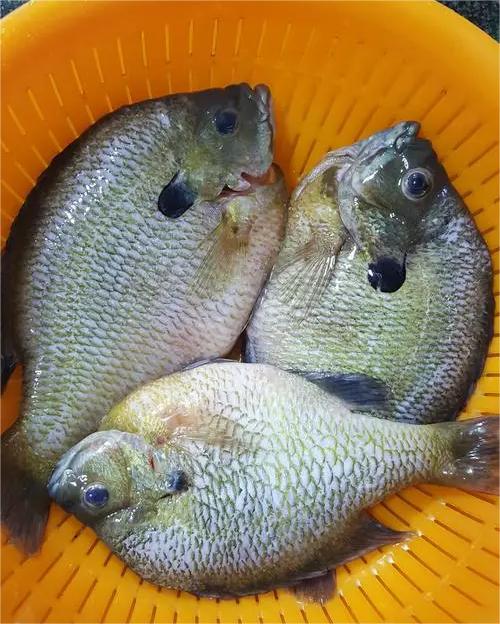 東莞首宏公司水果配送報(bào)價(jià)表 2025-5-12